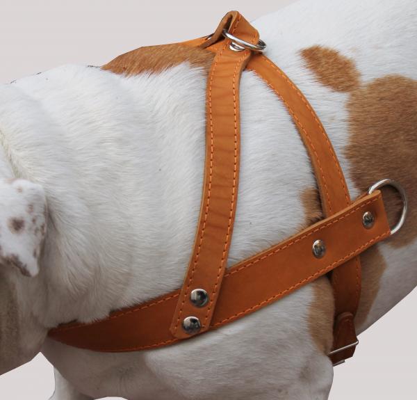 Leather Dog Pulling Harness 31