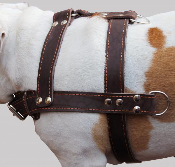Leather Dog Pulling Harness 33