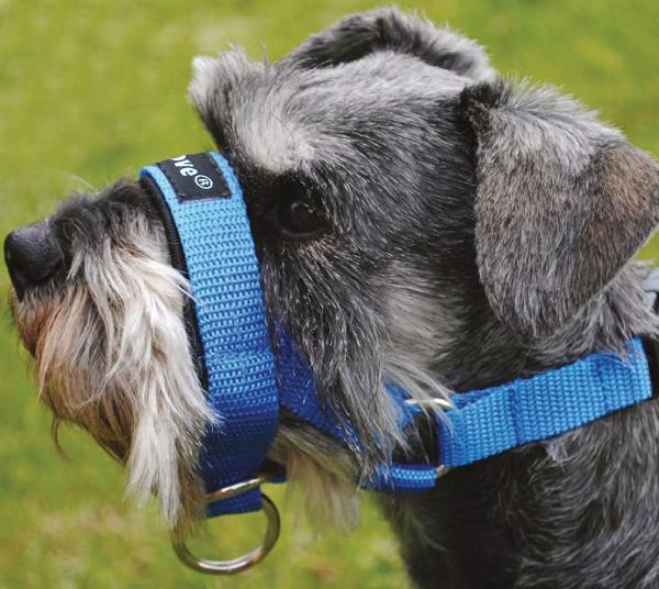 Dog Head Collar Halter Blue XLarge